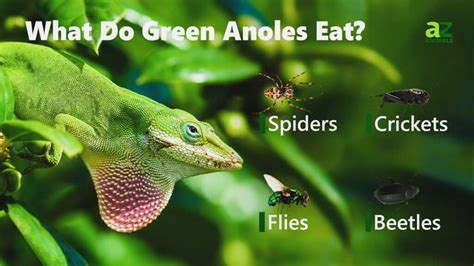 They absolutely can. . Can anoles eat darkling beetles